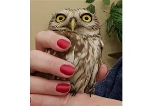 صور| فريق سكندري ينقذ "بومة قزمية" من البيع ويطلقها في بيئتها الأصلية