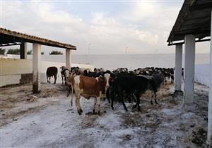بالصور.. وصول 600 عجل برازيلي ضمن خطة تطوير مشروع "عاداة" بالبحيرة