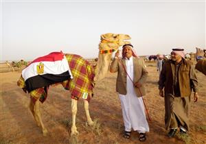 صور| جنوب سيناء تشارك في مهرجان الملك عبد العزيز للهجن بالرياض