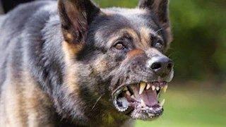 متحدث "الطب البيطري": نقل الكلاب الشرسة إلى مراكز إيواء آمنة