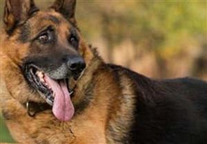 بمشاركة 80 ألفا.. احتجاجات قوية في السويد غضبا لإعدام 6 كلاب لتنفيذ تجربة علمية