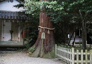 قصة الشيطان والشجرة والرجل الغاضب.. تعرف عليها من المفتي السابق