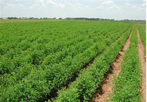 طرح 2500 فدان للشباب بنظام القرعة لشباب شمال سيناء 