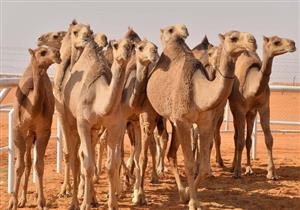 بالفيديو.. تعرف على ثروة مصر من الجمال العربية الأصيلة وأشهر أنواعها