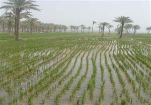 رسميًا.. الري تحدد مساحات الأرز لصيف 2019