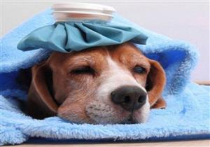 علماء يحذرون من "إنفلونزا الكلاب" المميتة