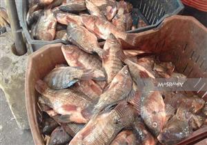 رئيس شعبة الأسماك بالإسماعيلية: 30% تراجعا في الأسعار بالأسواق