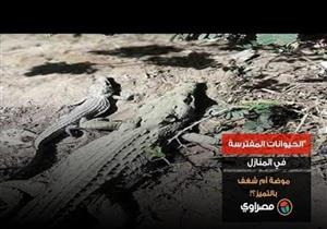 "الحيوانات المفترسة في المنازل: موضة أم شغف بالتميز؟!