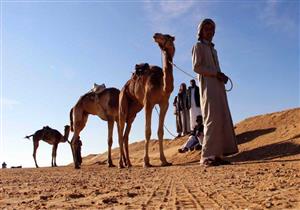9 دول تشارك في مهرجان الإسماعيلية الدولي الـ18 لسباقات الهجن 