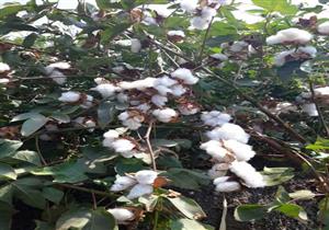 قطاع الأعمال تستعد لتطبيق النظام الجديد لتداول القطن في الفيوم وبني سويف