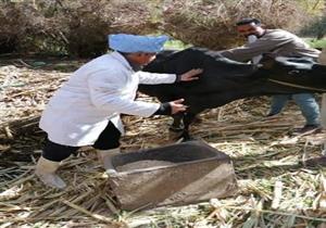 السبت.. بدء الحملة القومية الثانية  للتحصين ضد الحمى القلاعية بالمنوفية