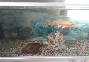 بالصور.. كيف استعدت حديقة الأسماك لأعياد شم النسيم؟