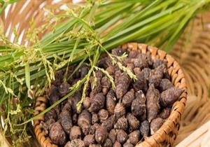 "نبات السعد".. بديل الليزر للتخلص من الشعر الزائد