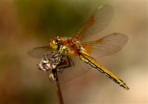 حشرة غريبة تزعج أهالي جنوب سيناء.. والزراعة: لسنا منوطين بمكافحتها