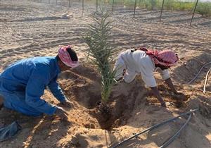 الوداي الجديد| تخصيص 289 ألف فدان لاستخدامها في زراعة النخيل 