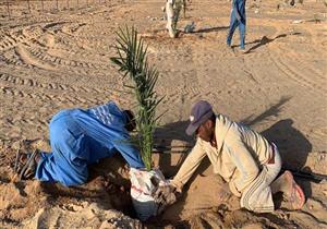  فائق الجودة.. زراعة 5 أفدنة بالنخيل في الشلاتين - صور 