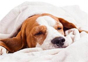 أنفلونزا الكلاب.. خطر جديد يهدد البشر