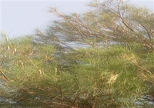 زراعة الوادي الجديد: القضاء على أسراب الجراد في "درب الأربعين والثمانين"