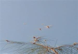 باكستان تعلن  حالة طوارئ وطنية وسط غزو الجراد الصحراوي