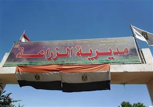 لمكافحة "فئران الغيط".. 3 لجان للقضاء على القوارض في واحة بلاط بالوادي الجديد