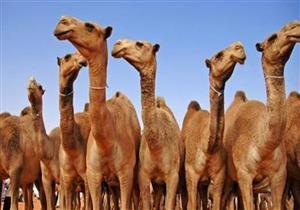 محامية: تعذيب الجمال بسوق برقاش جريمة وضد مواد الدستور