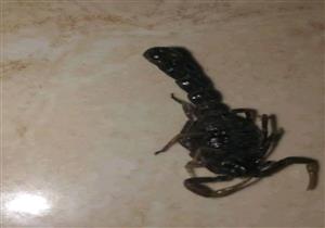 حشرة غريبة تشبه "العقرب الأسود" تثير فزع المواطنين في مدينة الطور