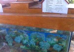 بـ"الفانتيل والمولي".. حديقة الأسماك تتزين لاستقبال زوار عيد الفطر 