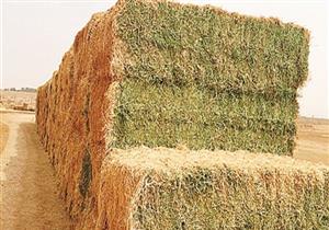 ضبط 240 طن أعلاف منتهية الصلاحية داخل مصنع في الإسكندرية