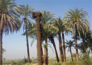 علاج 490 نخلة من "الإيدز" في الوادي الجديد