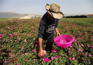 ورود سوريا تُزهِر في لبنان.. لاجئون من دمشق يصنعون الحياة في البقاع