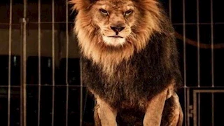 مدربة الأسود والنمور تكشف تفاصيل جديدة في واقعة سيرك طنطا