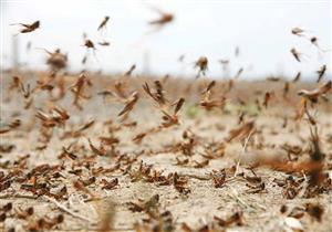 تحذير سكان لاس فيجاس من استمرار هجوم الجراد لأسابيع