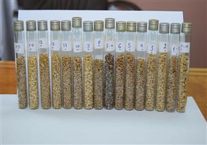 سلالات جديدة من القمح تعالج السرطانات وأمراض القلب بسوهاج