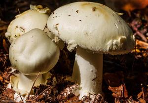 مقتل شخصين وإصابة 8 آخرين بسبب تناول فطر سام بالصين