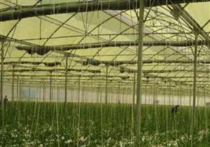 شعبة الخضروات: مشروع الصوب الزراعية سيضبط السوق ويزيد المعروض