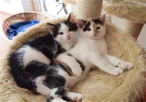 ما مدى نجاسة بول القطط وحكم الصلاة في المكان الذي تلوث به؟.. الإفتاء تجيب 