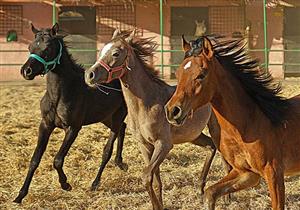 تبدأ من 50 جنيها.. أسعار أبرز أماكن ركوب الخيل في مصر