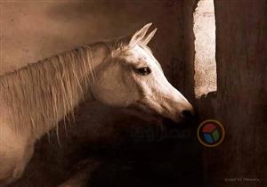 تحولت لـ"اسطبل خيول".. طلب إحاطة للحفاظ على استراحة الملك فاروق بالهرم 