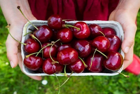 هل يساعد عصير الكرز الحامض في تقليل التهابات الأمعاء