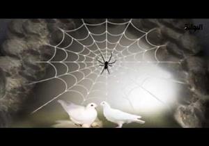 قصة العنكبوت والحمامتين في هجرة النبي.. هل عليها دليل؟.. المفتي يرد