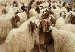 كورونا يرفع الإقبال على صكوك الأضحية في الجمعيات الخيرية