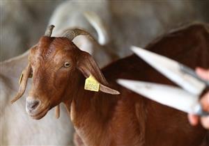 هل يجوز إعطاء الجزار الجلد والرأس أجر الذبح؟.. المفتي السابق يوضح