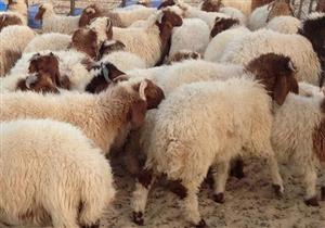 بسعر 58 جنيه للكيلو.. طرح خراف حية بالشركة المصرية في الأقصر