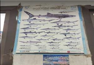 رئيس حديقة الحيوان: هناك أسماك أصبحت مهددة بالانقراض من البيئة المصرية