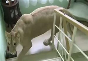 أمريكي "فتح الحمام لقى أسد"