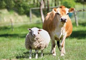  هل يجوز إعطاء الأب من النذر؟.. تعرف على رد أمين الفتوى