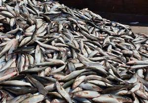 "الثروة السمكية" توجه لجنة فنية لتوضيح أسباب نفوق الأسماك في رشيد