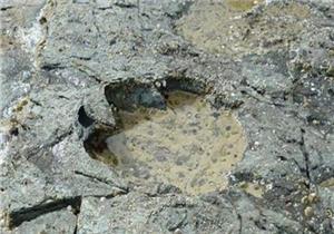 الصين: اكتشاف آثار أقدام ديناصورات تعود إلى 100 مليون عام