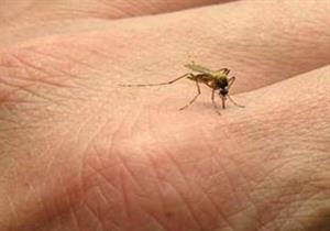 تحمل مرضا نادرا.. وفاة رجل بسبب لسعة بعوضة
