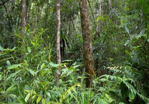 دول الأمازون تبحث استراتيجية للحفاظ على الغابات المطيرة